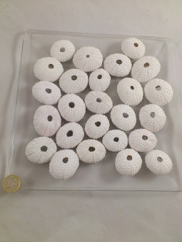 Sea urchin frosted 25 p.
